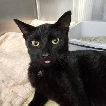 Pepsi -  Domestic Short Hair Cat for Adoption in Oak Brook, Illinois - Pepsi | PetCurious