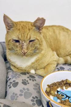 Rescue Tabby Cats for Adoption in Mauldin, South Carolina - Hobo Bo | PetCurious