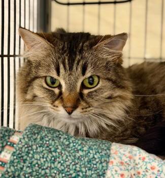 Domestic Long Hair Cats Available for Adoption in Columbia, Illinois - Bells (now Dixie) | PetCurious