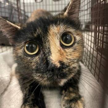 Cammy -  Domestic Short Hair Cat for Adoption in Des Moines, Iowa - Cammy | PetCurious