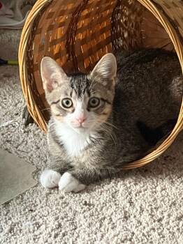 Maximillion -  Domestic Short Hair Cat for Adoption in Ballwin, Missouri - Maximillion | PetCurious