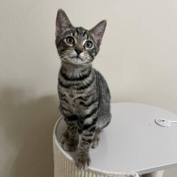 Domestic Short Hair and Tabby Cats Available for Adoption in Duluth, Georgia - Mack | PetCurious