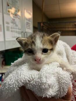 ASPEN -  Domestic Short Hair Cat for Adoption in Jacksonville, Florida - ASPEN | PetCurious