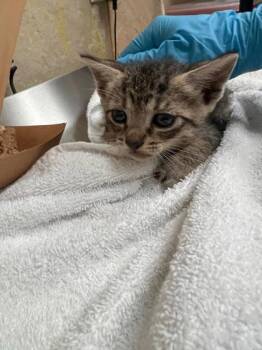 Domestic Short Hair Cats Available for Adoption in Honolulu, Hawaii - Benji | PetCurious