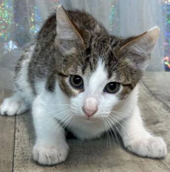 Michael Meowers -  Domestic Short Hair Cat for Adoption in Shreveport, Louisiana - Michael Meowers | PetCurious
