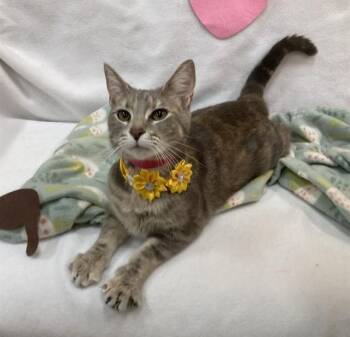 CANDY -  Domestic Short Hair Cat for Adoption - CANDY | PetCurious