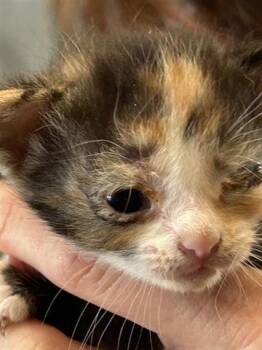 Domestic Short Hair Cats Available for Adoption - A650465 | PetCurious