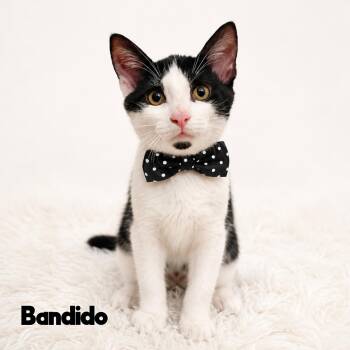 Bandido -  Domestic Short Hair Cat for Adoption in Fort Lauderdale, Florida - Bandido | PetCurious