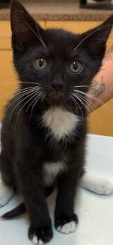 GUNNER -  Domestic Short Hair Cat for Adoption in Elizabethton, Tennessee - GUNNER | PetCurious
