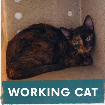 Nascar -  Domestic Short Hair Cat for Adoption in Asheville, North Carolina - Nascar | PetCurious