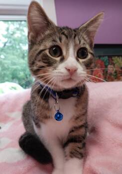Catnip Dealer 1 (Boo) -  Domestic Short Hair Cat for Adoption in South Bend, Indiana - Catnip Dealer 1 (Boo) | PetCurious