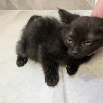Jacana -  Domestic Short Hair Cat for Adoption in Spanish Fork, Utah - Jacana | PetCurious
