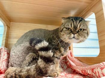 Cheshire -  British Shorthair Cat for Adoption in Cape Coral, Florida - Cheshire | PetCurious