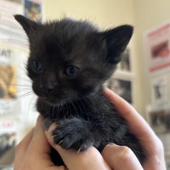 Domestic Short Hair Cats Available for Adoption in Chattanooga, Tennessee - Laurel | PetCurious