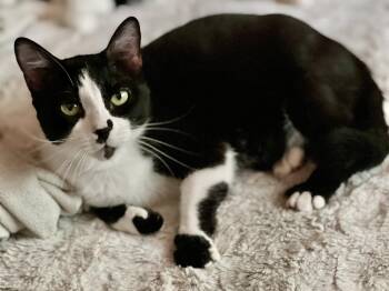 Rescue Domestic Short Hair Cats for Adoption in Fort Worth, Texas - Roxanne Butterfly | PetCurious