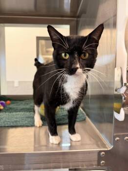 Sir Nibbles -  Domestic Short Hair Cat for Adoption in Clarksville, Tennessee - Sir Nibbles | PetCurious