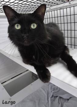 Largo -  Domestic Medium Hair Cat for Adoption in Key Largo, Florida - Largo | PetCurious