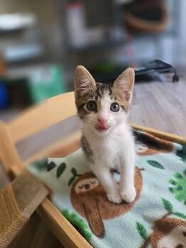 ZAZU -  Domestic Short Hair Cat for Adoption in Albuquerque, New Mexico - ZAZU | PetCurious