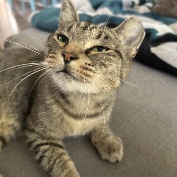Sandy -  Domestic Short Hair Cat for Adoption in Bellmawr, New Jersey - Sandy | PetCurious