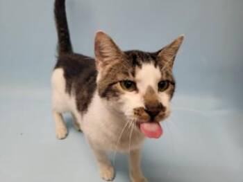 Calciper -  Domestic Short Hair Cat for Adoption in Golden Valley, Minnesota - Calciper | PetCurious