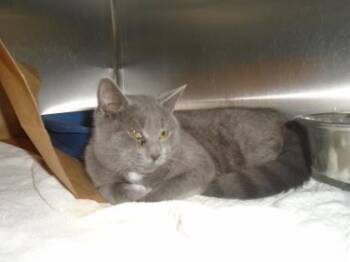 Domestic Short Hair Cats Available for Adoption in Montreal, Quebec - Minet | PetCurious