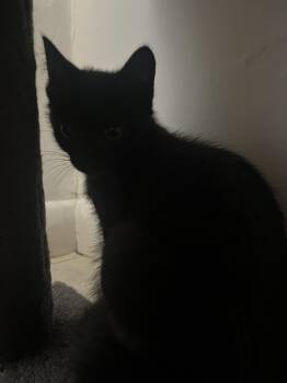 Lucky Charm -  Domestic Short Hair Cat for Adoption in Peconic, New York - Lucky Charm | PetCurious
