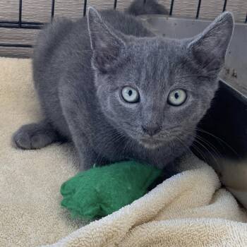 Rescue Domestic Short Hair Cats for Adoption in Cleveland, Mississippi - Bob | PetCurious