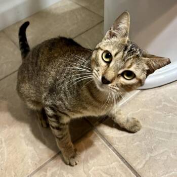 Jubilee -  Domestic Short Hair Cat for Adoption in Austin, Texas - Jubilee | PetCurious