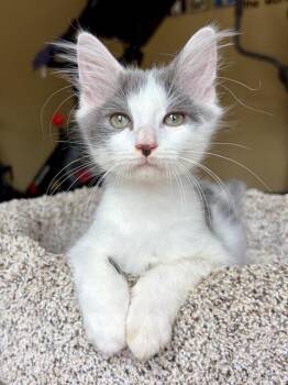 Skippy -  Domestic Short Hair and Domestic Medium Hair Cat for Adoption in Lake Monroe, Florida - Skippy | PetCurious