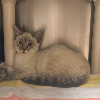 Cashew -  Domestic Short Hair Cat for Adoption in Cheyenne, Wyoming - Cashew | PetCurious