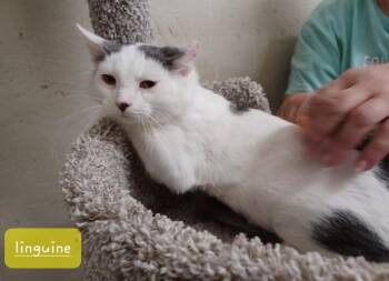 Linguine -  Domestic Short Hair Cat for Adoption in Walworth, Wisconsin - Linguine | PetCurious