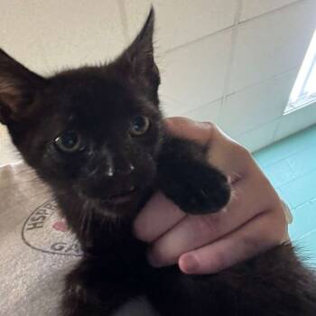 Rescue Domestic Short Hair Cats for Adoption in Gadsden, Alabama - Jet | PetCurious