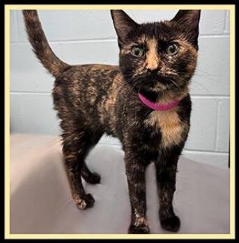 DOODLE -  Domestic Short Hair Cat for Adoption in Peoria, Illinois - DOODLE | PetCurious