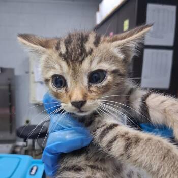 Cole -  Domestic Short Hair Cat for Adoption in Summerville, South Carolina - Cole | PetCurious