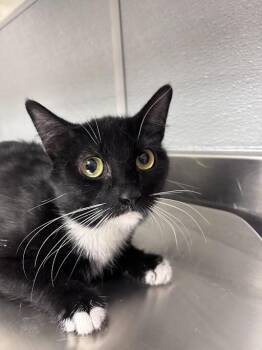 CHICKEN -  Domestic Short Hair Cat for Adoption in Las Vegas, Nevada - CHICKEN | PetCurious