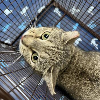 Loni -  Domestic Short Hair Cat for Adoption in Galveston, Texas - Loni | PetCurious