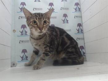 Domestic Short Hair Cats Available for Adoption in Orlando, Florida - JILL | PetCurious