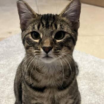 Moose -  Domestic Short Hair Cat for Adoption in Las Vegas, Nevada - Moose | PetCurious