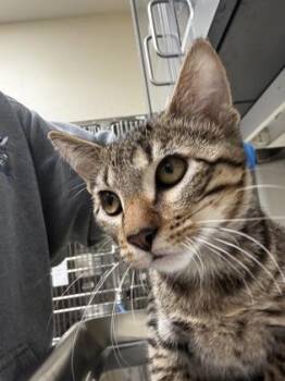 Mustang -  Domestic Short Hair Cat for Adoption in Wichita, Kansas - Mustang | PetCurious
