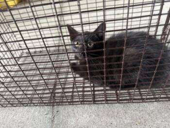 MUFASA -  Domestic Short Hair Cat for Adoption in Texas City, Texas - MUFASA | PetCurious