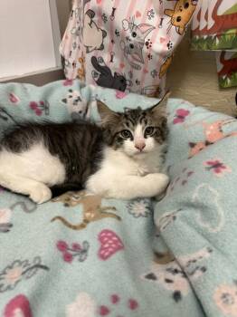 Bacon -  Tabby and Maine Coon Cat for Adoption in Parlier, California - Bacon | PetCurious