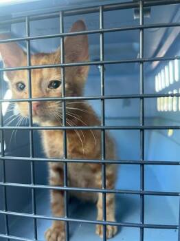 RED -  Domestic Short Hair Cat for Adoption in Fort Walton Beach, Florida - RED | PetCurious