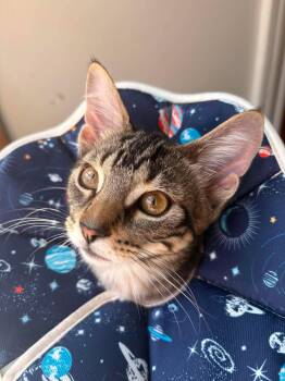 Henrietta -  Domestic Short Hair Cat for Adoption in Montreal, Quebec - Henrietta | PetCurious