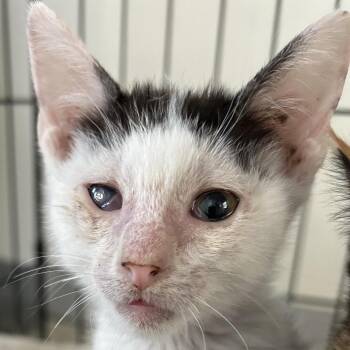 Domestic Short Hair Cats Available for Adoption in Kanab, Utah - Wonton | PetCurious