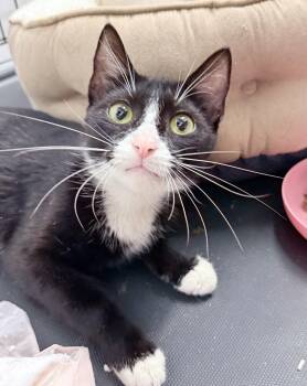 Avilee -  American Shorthair Cat for Adoption in Philadelphia, Pennsylvania - Avilee | PetCurious