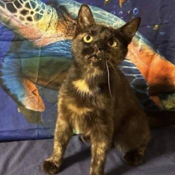 Mocha -  American Shorthair Cat for Adoption in Bethel, Connecticut - Mocha | PetCurious