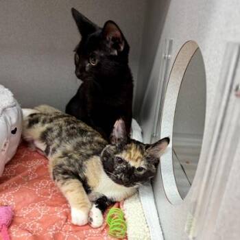 Tres -  Domestic Short Hair Cat for Adoption in Atlanta, Georgia - Tres | PetCurious