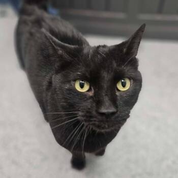 Kitty Soft Paws -  Domestic Short Hair Cat for Adoption in Monticello, Iowa - Kitty Soft Paws | PetCurious