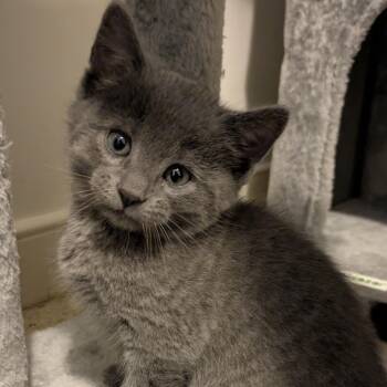 Bob Ross -  Domestic Short Hair Cat for Adoption in Richmond, Virginia - Bob Ross | PetCurious