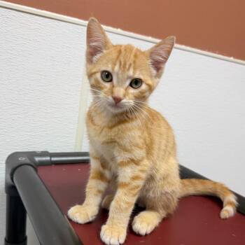 Osmosis -  Domestic Short Hair Cat for Adoption in Detroit Lakes, Minnesota - Osmosis | PetCurious